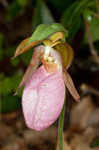 Pink lady's slipper <BR>Moccasin flower